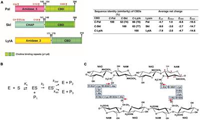 Structural and Functional Insights Into Skl and Pal Endolysins, Two Cysteine-Amidases With Anti-pneumococcal Activity. Dithiothreitol (DTT) Effect on Lytic Activity